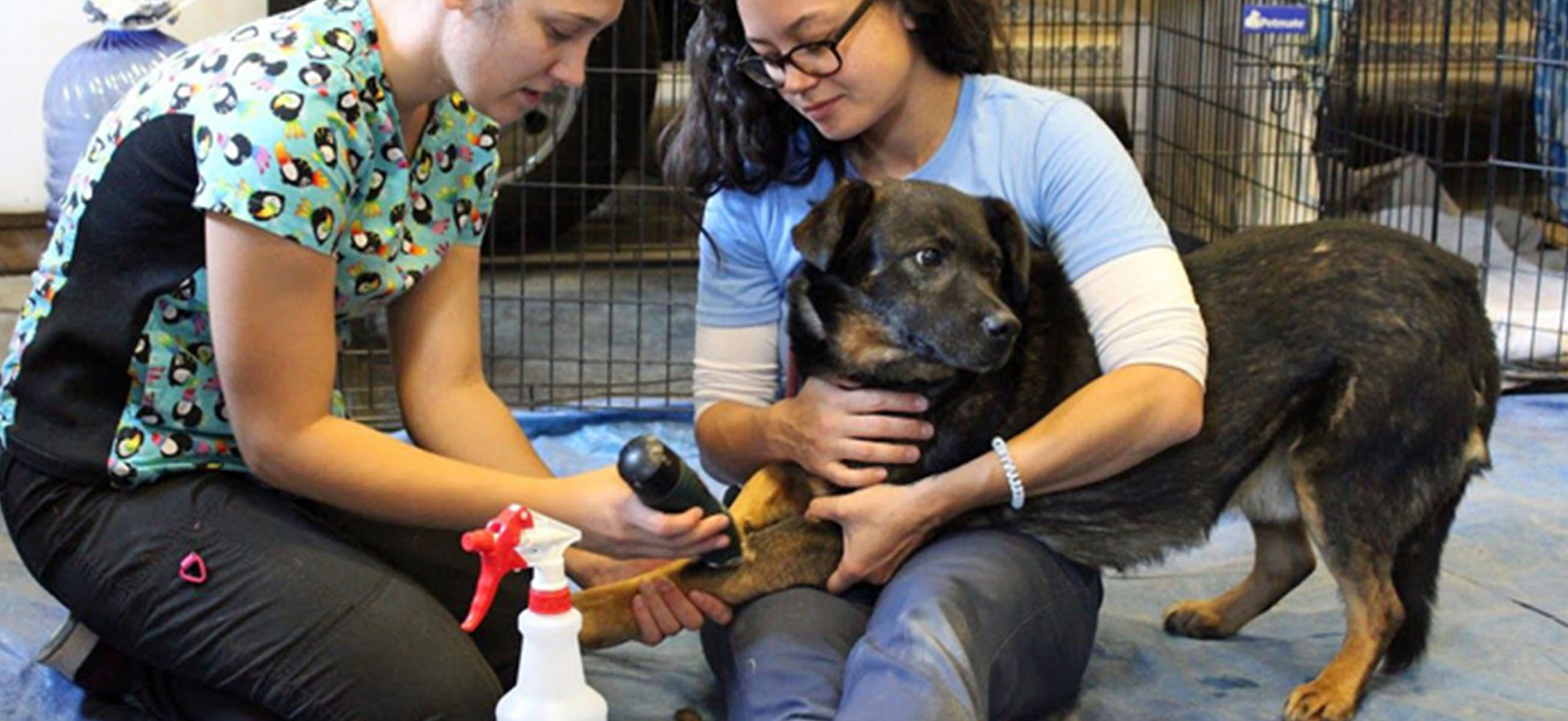 Veterinarians Without Borders Helping Canada’s Remote North Access Vet
